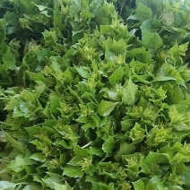 簕菜