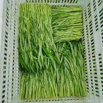 广东中山白空心菜