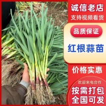 鱼台红根蒜苗，产地直发，一手货源，陆地苗大棚苗，一件代发