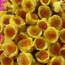 金茶花干花