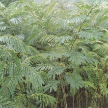 合欢树苗