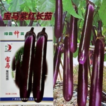 绿霸宝马紫红长茄种子紫红色长条茄不变色春秋冬季茄子种子中