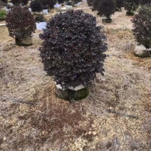 红继木大量低价清场