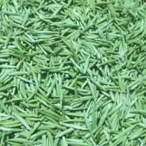 安溪高山野生单芽梅占金骏眉,2026明前茶高山手工功夫茶