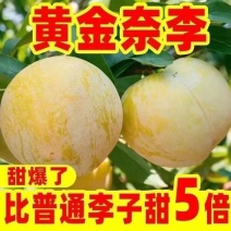 正宗嫁接黄金奈李子树苗脱骨南北方庭院种植盆栽地栽耐寒