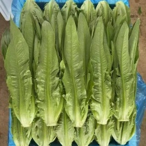 邯郸本地精品油麦，云南精品油麦大量有货欢迎咨询