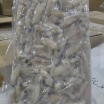 海兔