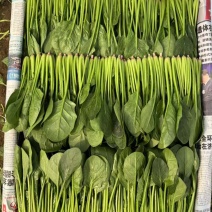 山东万亩叶菜产地全年供应精品、两排、两排半、三排精品菠菜、