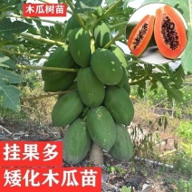 广西冰糖心木瓜苗矮化特大南方四季耐寒庭院种植当年结果树苗