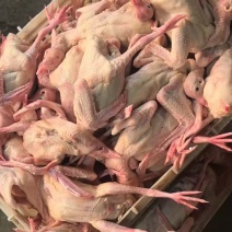 白条鸽单只套袋真空包装规格齐全