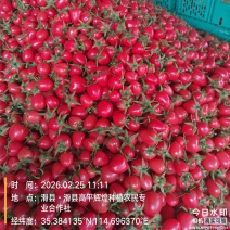 圣女果