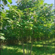 青桐