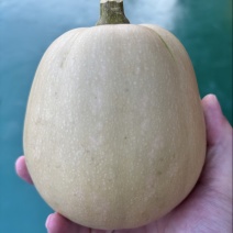 自家种植水果南瓜