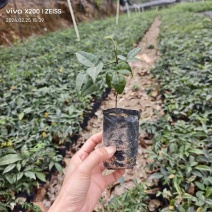 小叶牛大力苗产地直发带杯带土一手货源欢迎实地考察