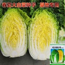 春夏大白菜种子华耐旺庆春3号大白菜种春秋播种早熟高产白菜