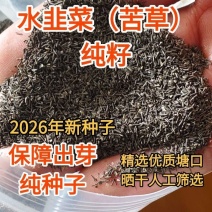 苦草种子纯籽水韭菜种子扁担草养殖鱼虾蟹专用水草鸭舌草种子