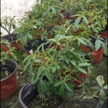 醉蝶花