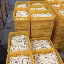 自有华南9号黄肉木薯、冬粉薯（竹薯）