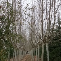 雪松，国槐，发桐，黄栌树