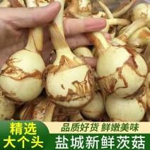 慈菇\茨菇苗\荸荠苗\代收代发(全国电商一件代发)