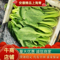精品上海青/基地直发/一手货源/全国诚信批发/欢迎订货