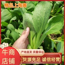 上海青/基地直发/一手货源/全年供货/全国批发诚信经营