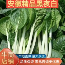 精品黑叶白小白菜基地供应稳定货源保质保量