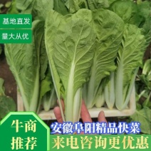 [推荐]安徽阜阳小白菜快菜产地直发全国发货