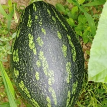 青色香芋南瓜