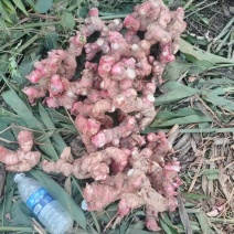 红皮南姜大量上市广西基地直供质量保证货源充足欢迎订购