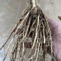 芦笋苗供电商