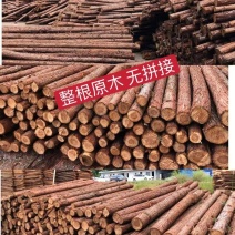 各种规格杉树原木,支持定制,量大从优,尺寸标准!十根起包