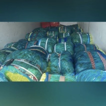 种植基地，现摘现发