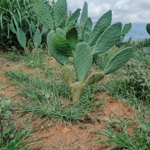 食用仙人掌蔬菜片