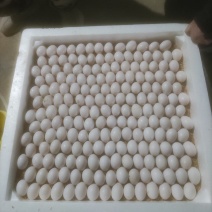 鸽子蛋养殖场直供，要长期稳定的客户。