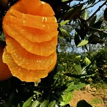 重庆奉节脐橙精品货原产地直发一手货源批发品质保证价格美丽