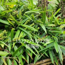 大量益智苗