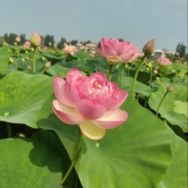 荷花，重瓣荷花，产地直发，对接全国，保证质量