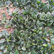 爬地菠菜