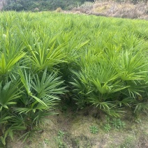 荷包棕板棕布棕，赣南名菜