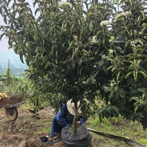 高杆，丛生中华木绣球