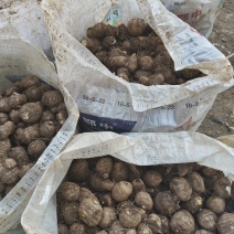 8520芋头种，发芽率高。抗病能力强。欢迎来电咨询。