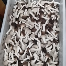 精品秀珍菇