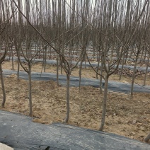 桃树苹果树梨树苗2-4公分梨树