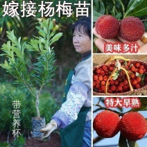 杨梅嫁接东魁，白玉杨梅苗早熟大果南北方可种当年结果