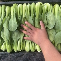【实力商家】一次性黑框油菜，上海青，供应市场商超电商