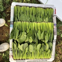 【推荐】三排两排半两排的菠菜，供应市场商超电商
