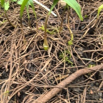 毛慈菇小苗0.5～1公分
