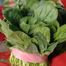 大叶菠菜