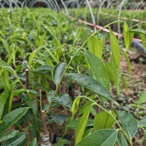 沉香奇楠苗金沙叶树心油香脉西瓜叶
